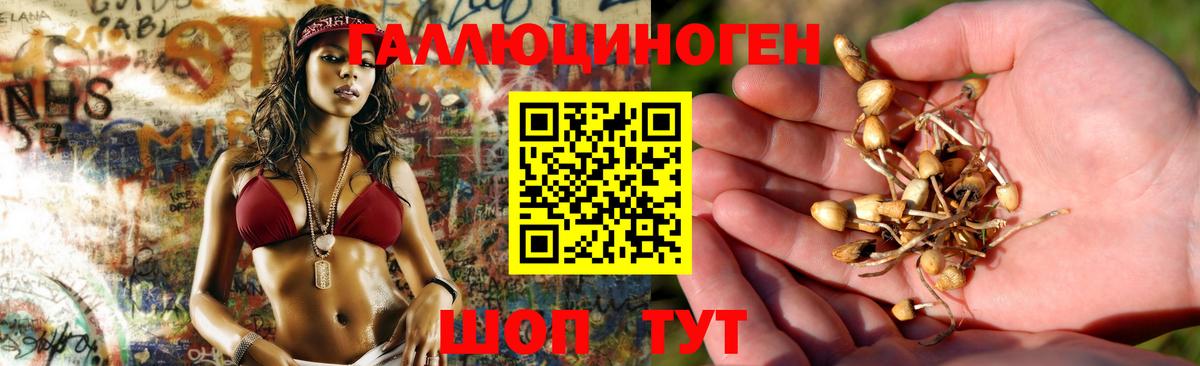 Псилоцибиновые грибы Psilocybe Острогожск